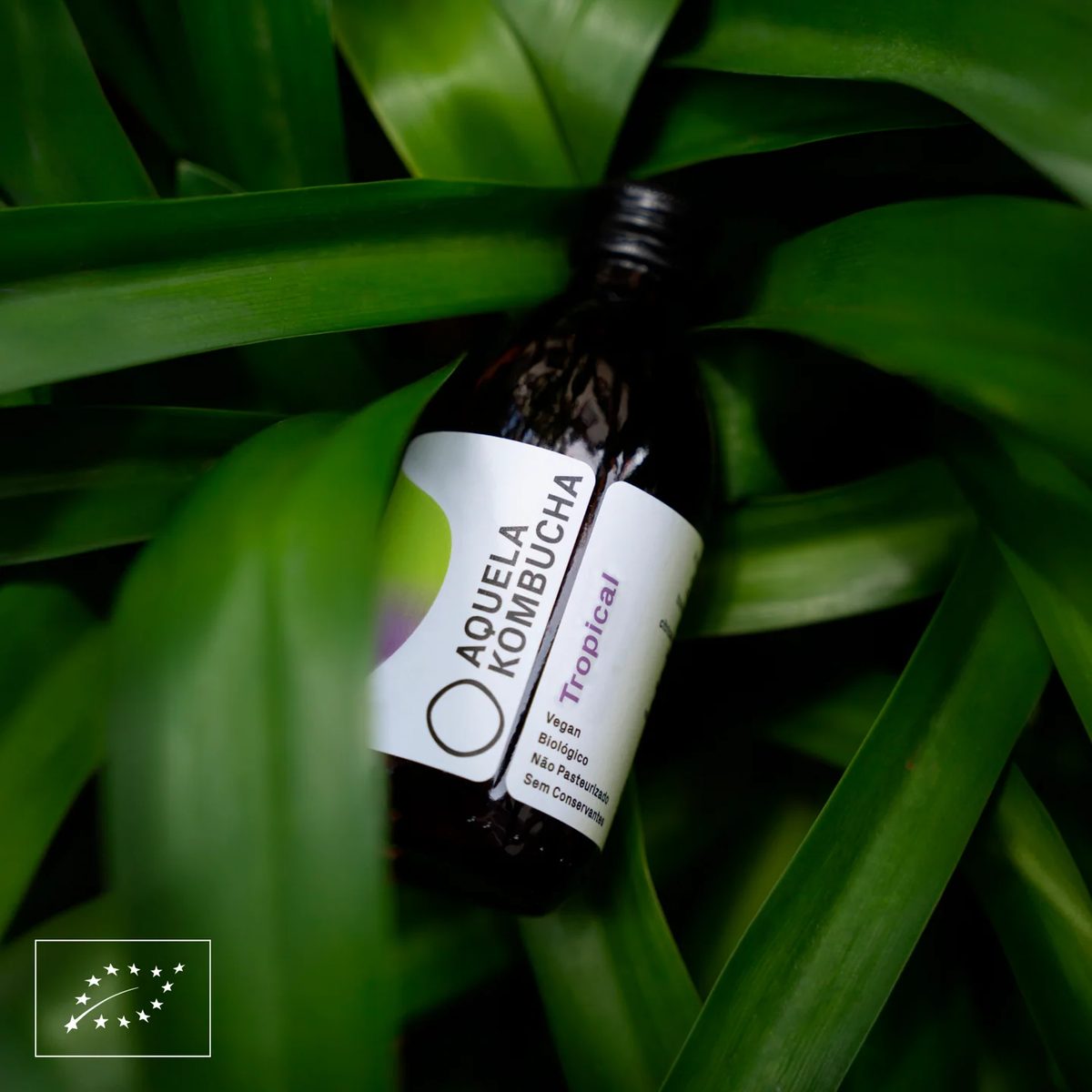 Garrafa Aquela Kombucha Tropical de 25 cl entre folhagem verde